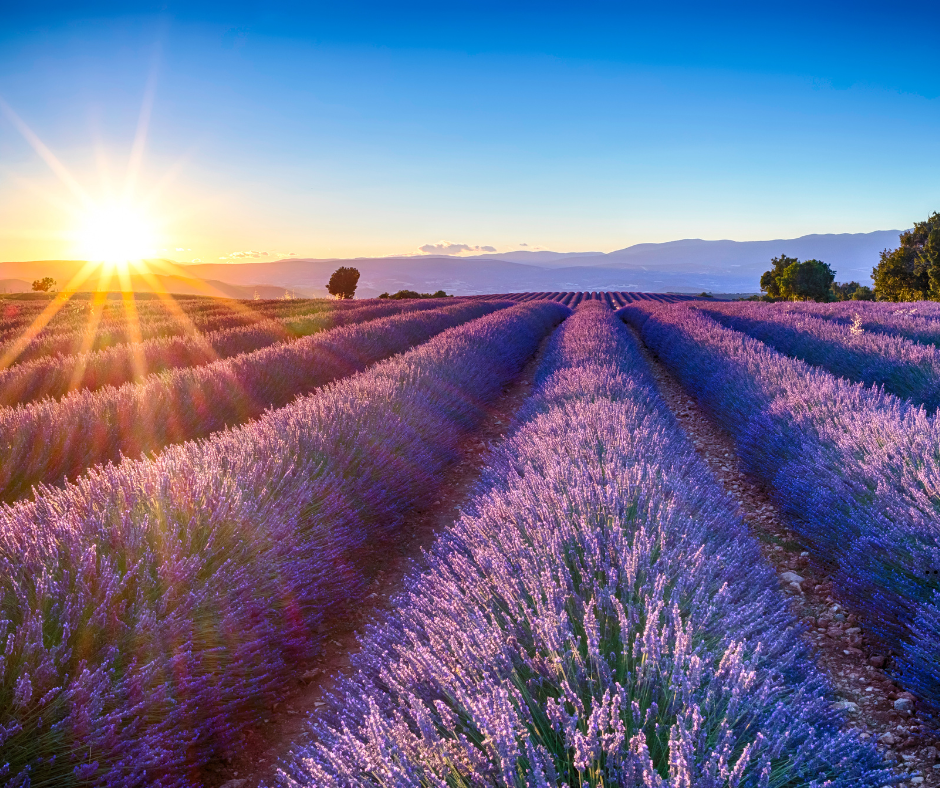 How to start a wedding venue on a farm or barn property with positive profit, lavender farm wedding venue