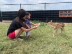 Baby Animals Everywhere Houston Texas Wedding Ranch