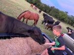 Cute Kids & Cows Houston Texas Wedding Ranch