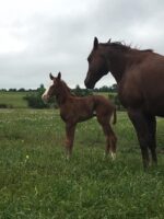 Horses Houston Texas Wedding Venue