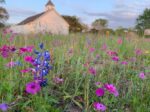 Texas Wild Flowers, Texas Bluebonnets Houston Texas Wedding Ranch
