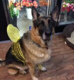 Paper daisy Flower Boutique
http://thepaperdaisy.com/ Columbus Ohio Wedding Flowers